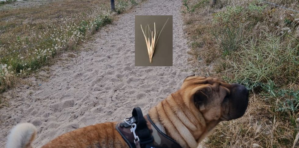 Épillets : comment protéger votre chien pendant l&rsquo;été