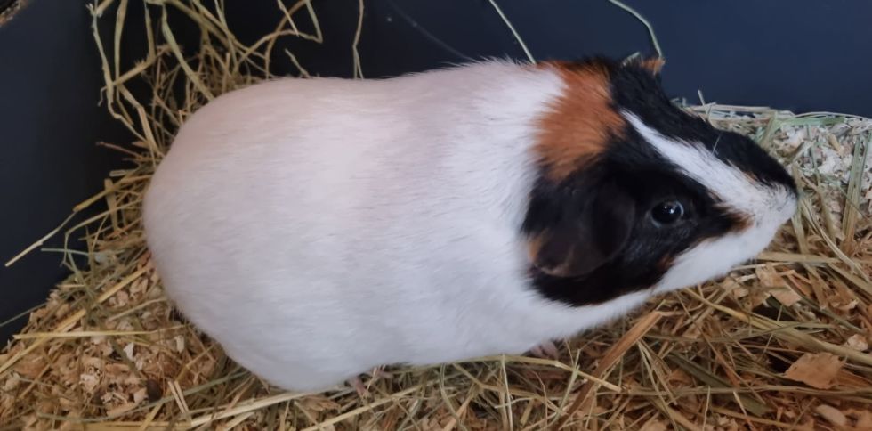 Comment gagner la confiance d’un cochon d’Inde ?