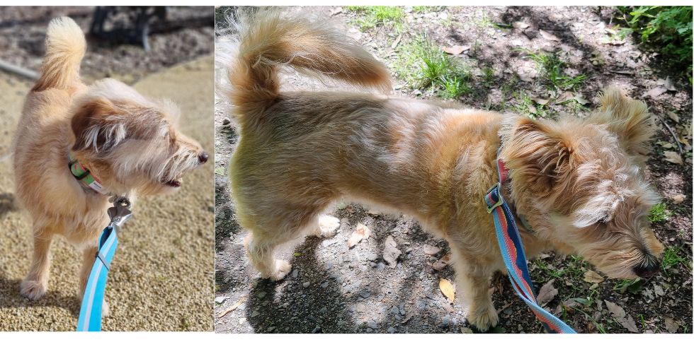 Croiser un autre chien sur un trottoir étroit