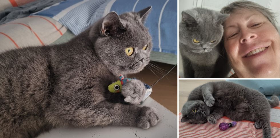 Aujourd’hui c’est la Journée Internationale des Chats !