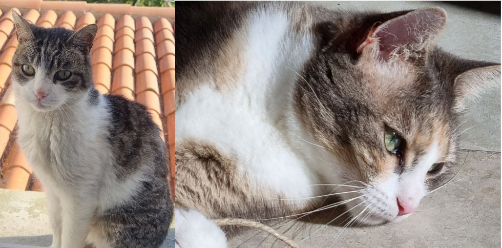 Chat d&rsquo;intérieur, chat d&rsquo;extérieur : quels dangers en été ?