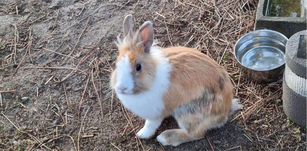 Lapin et fortes chaleurs : comment préserver son bien-être pendant l’été ?