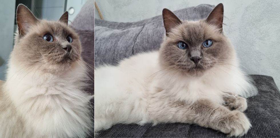 Accueillir un chat