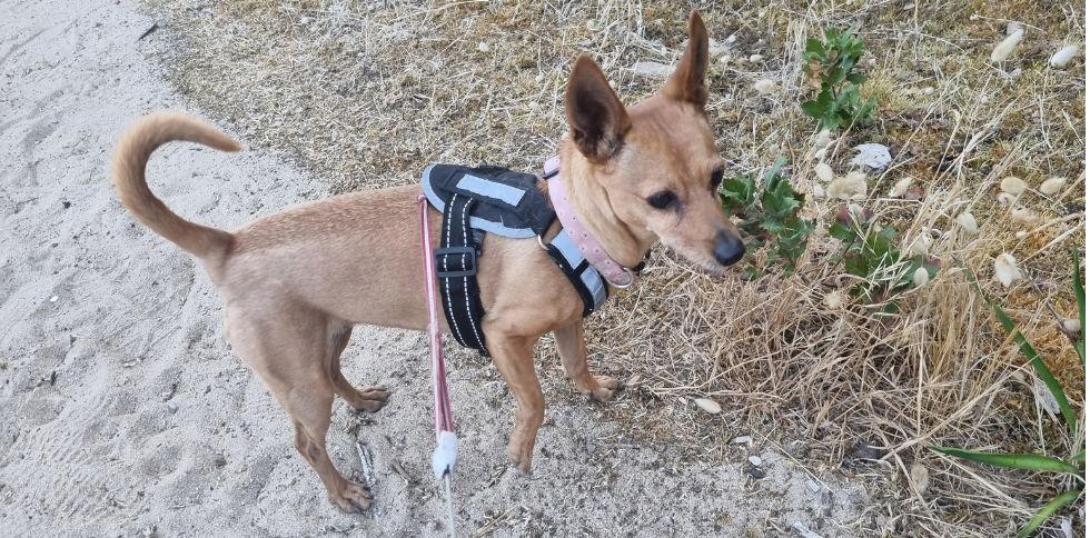 Une garde de chien qui demande une attention particulière