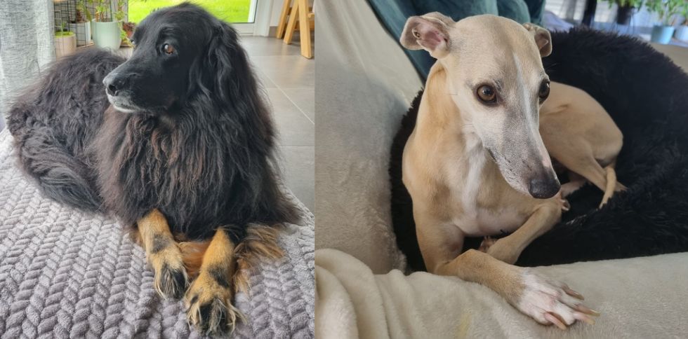 La fidélité de mes petits clients à quatre pattes