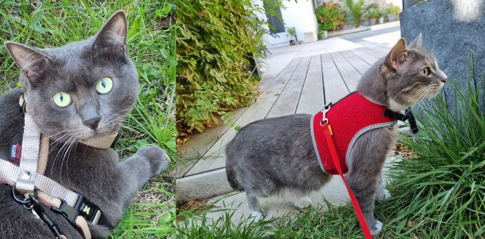 Promener son chat en laisse : bonne ou mauvaise idée ?